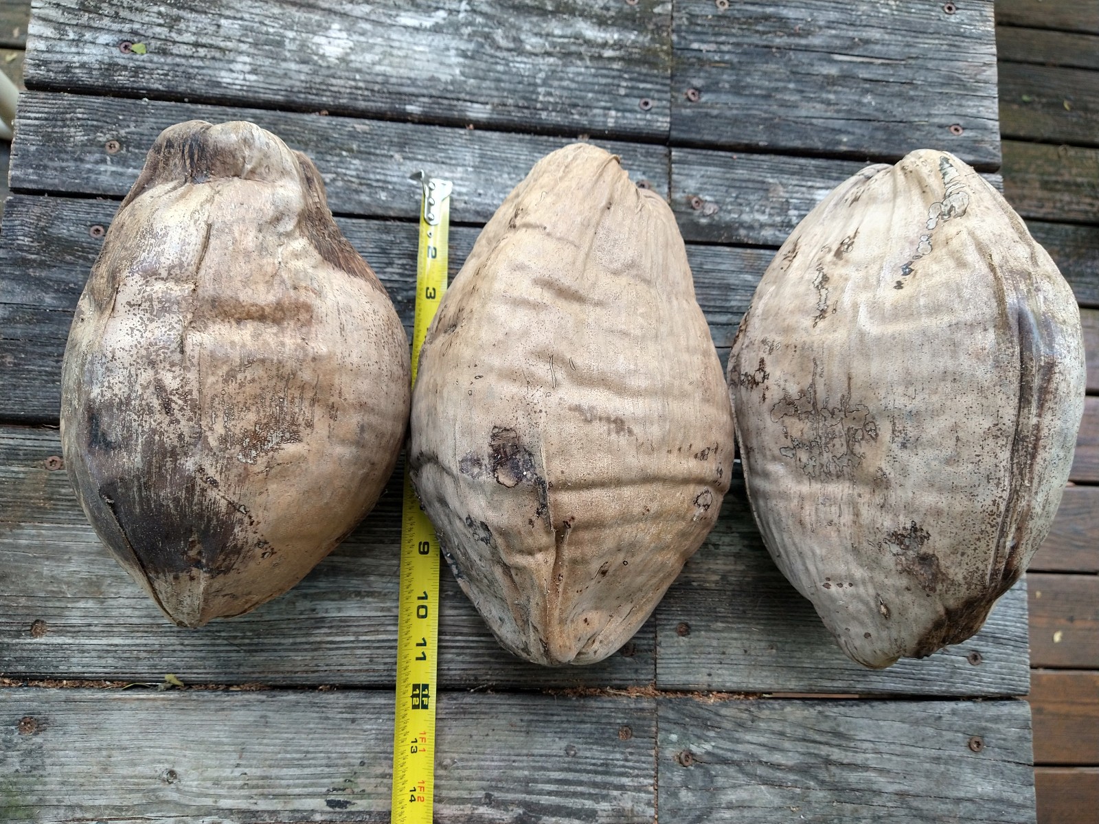 Whole Coconut Shell & Husk Giant 11″ Natural Dried Rustic Tiki Decor Lot of 3